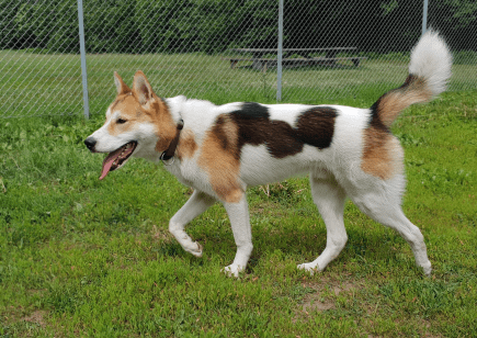 2018.06.09.huskyvalp