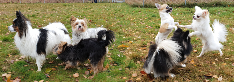 2018.11.03.minitreff1