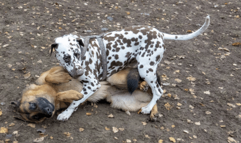 2018.11.03Spot.schæfer