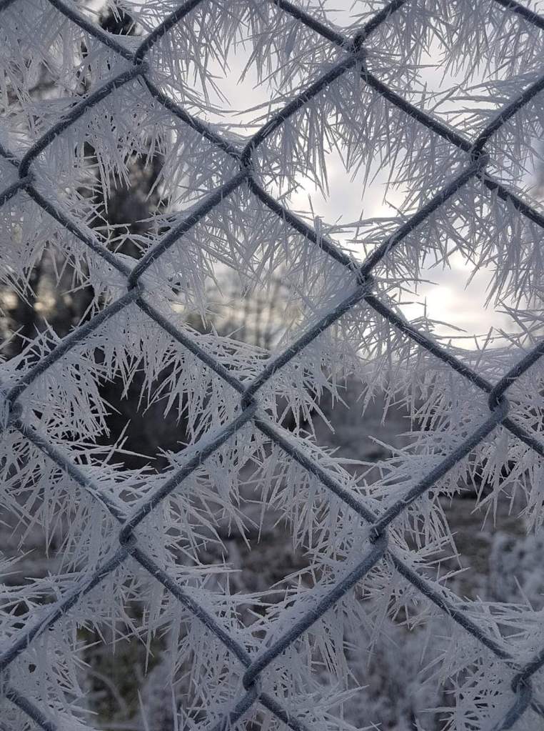 Kontingent og medlemskap 2022